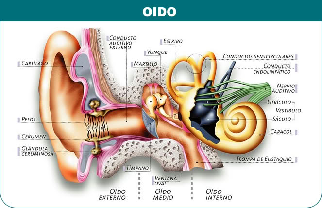 oido-1