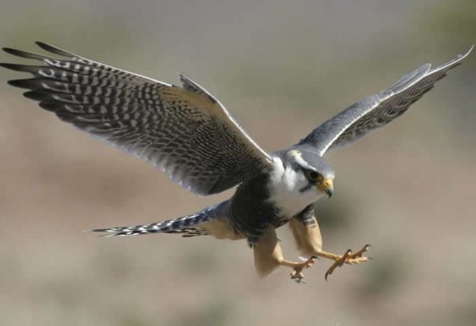 halconperegrino3