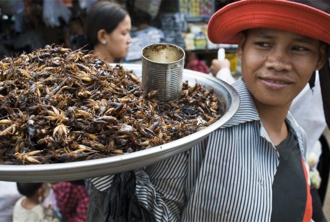 insectos_960x648_8f81712e