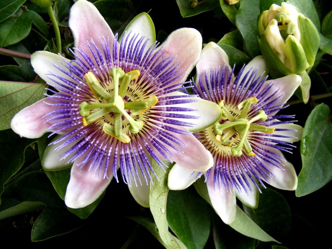 flor-pasion-xl-XxXx80