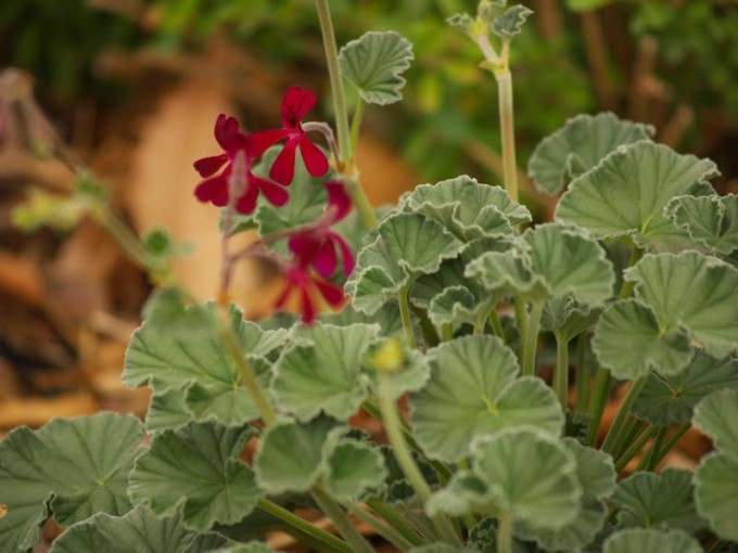 Benefits Of Grains Of Umckaloabo (Pelargonium Sidoides) For Health (2)