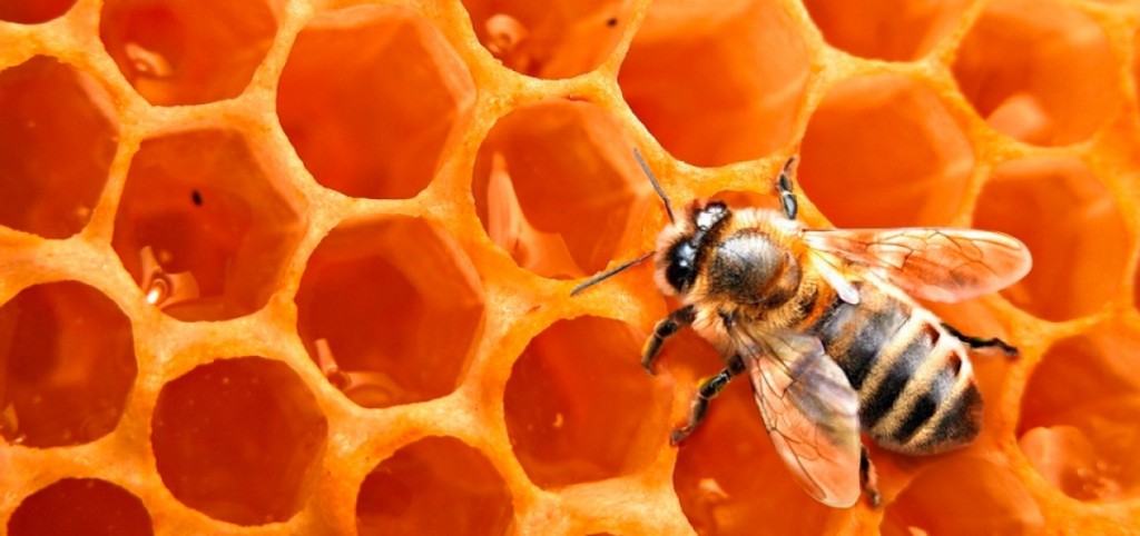 propolis-abejas-garganta-afecciones-1200x565