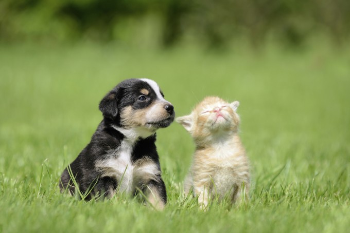 consejos-para-adoptar-una-mascota